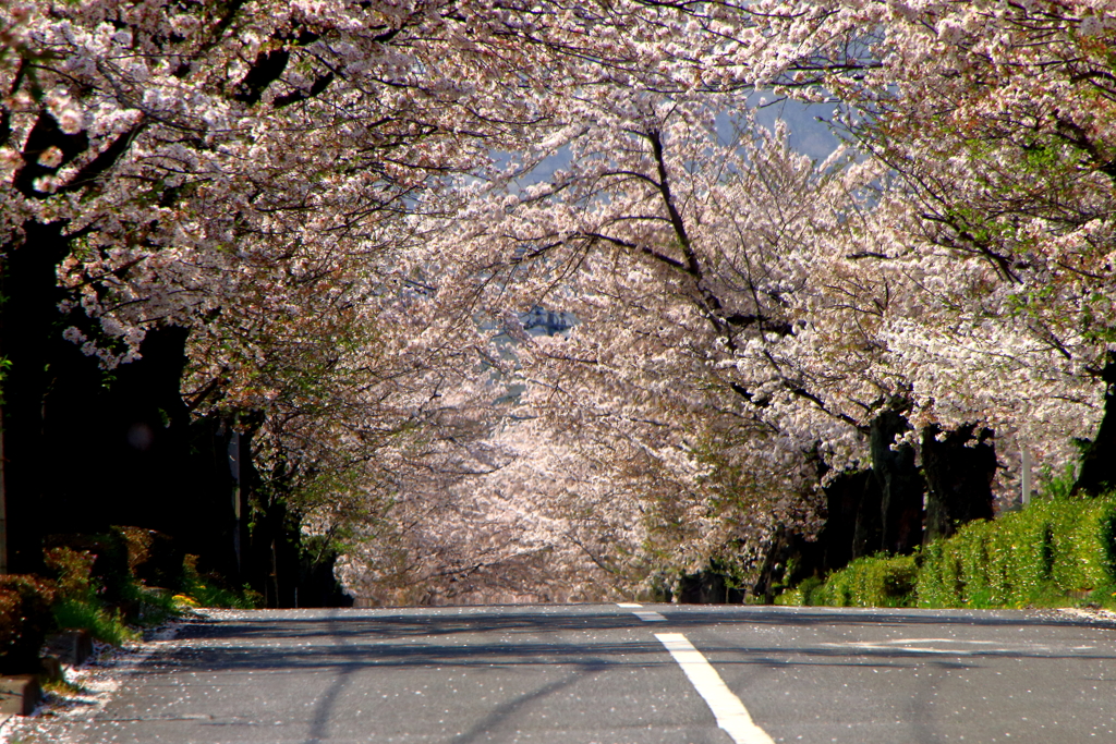 春の路