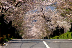 春の路