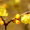 春の兆し