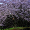 桜の想い