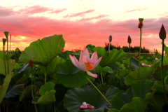 夜明けの花