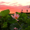 夜明けの花
