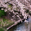 散って花咲く