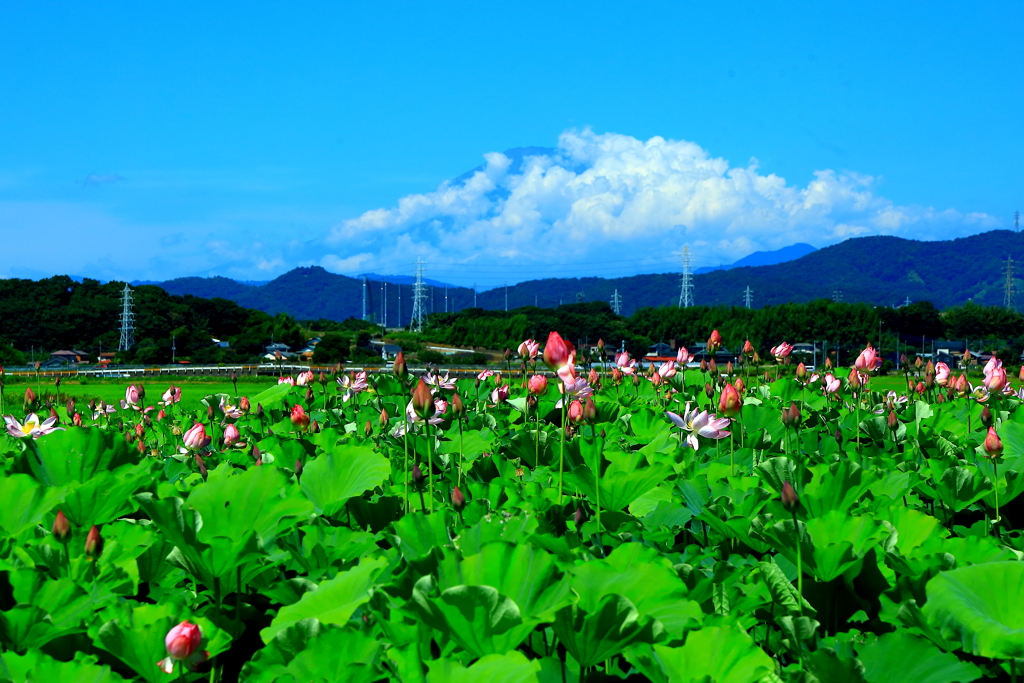 癒しの景色