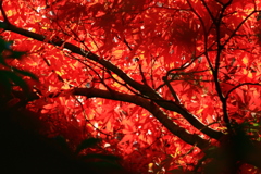 紅に染まる