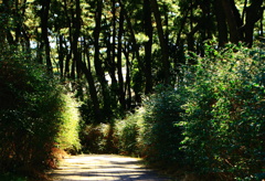 松林の小路