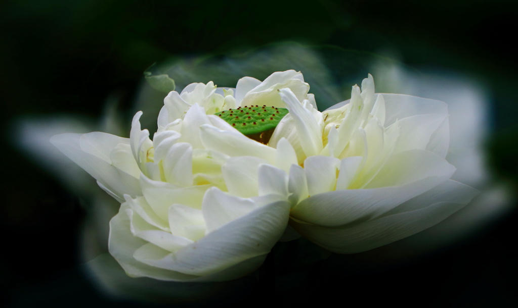 和の華やぎ