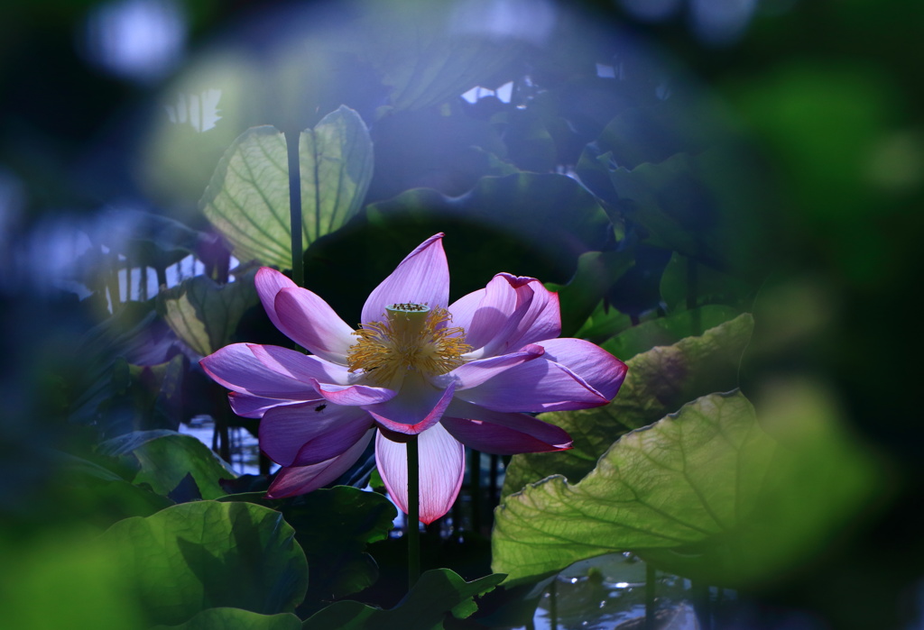 寡黙な花