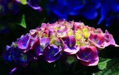 寡黙な花