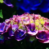 寡黙な花