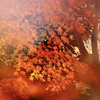 紅の宴