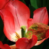 花の器
