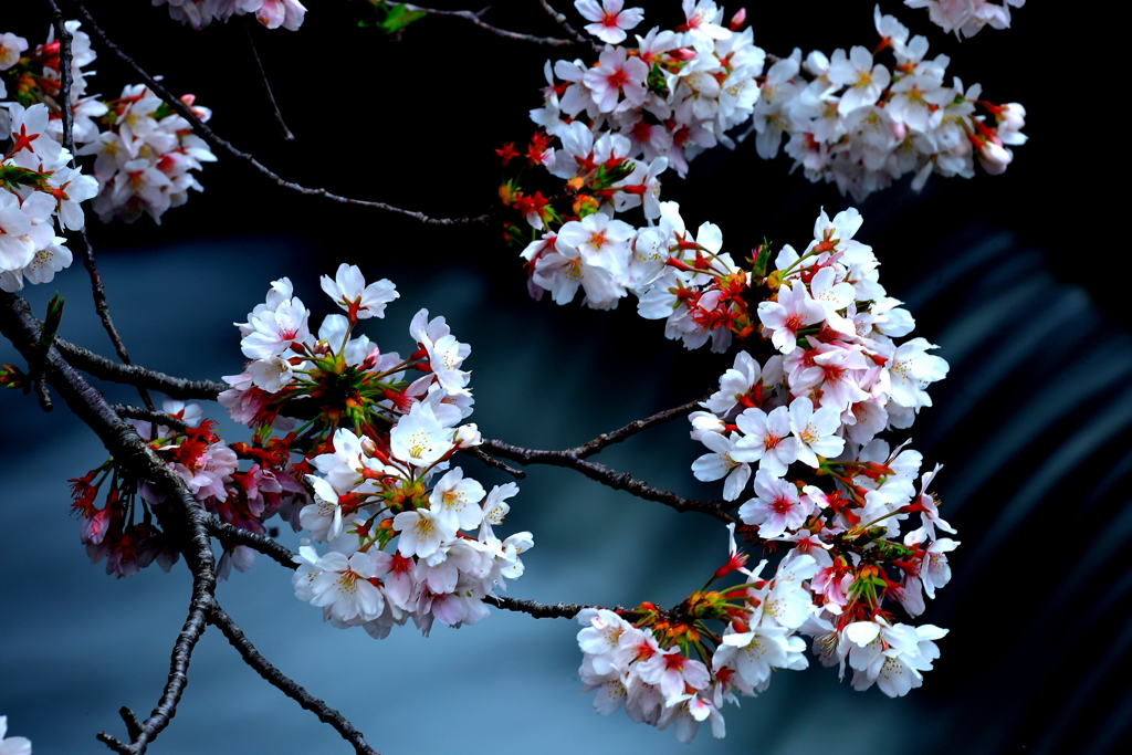 花はさくら