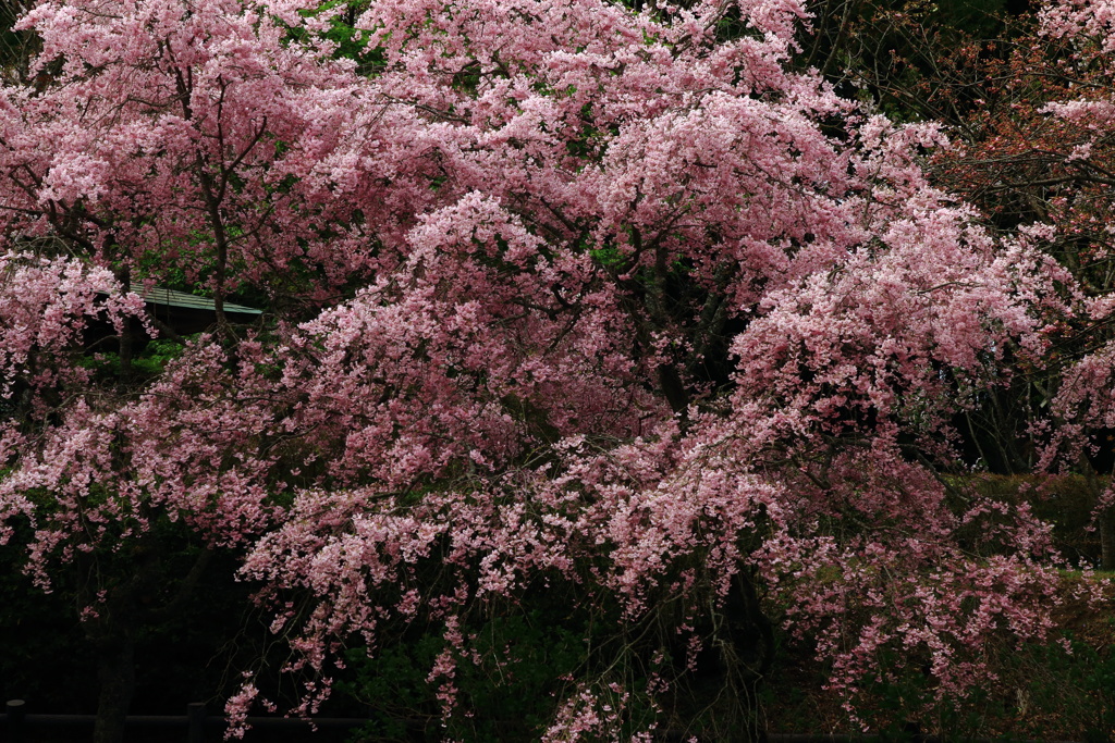 懐古の桜