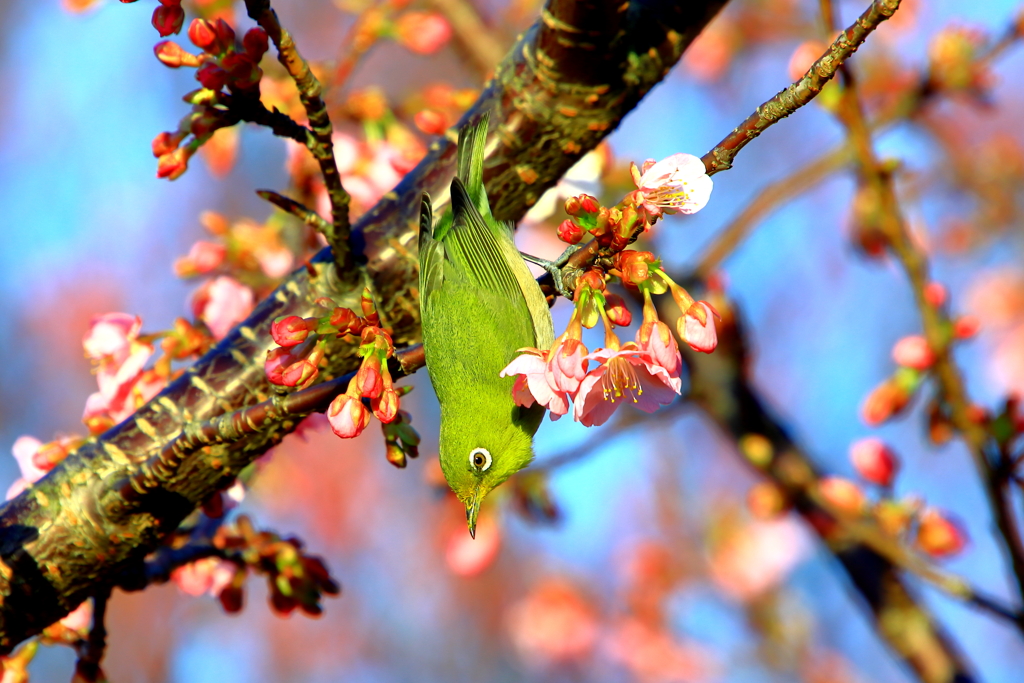 春の香り