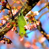 春の香り