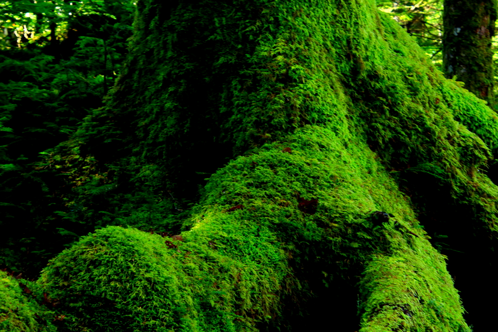 苔むす