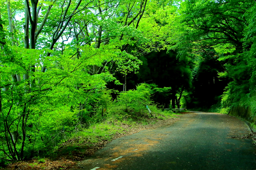 緑陰の道