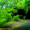 緑陰の道