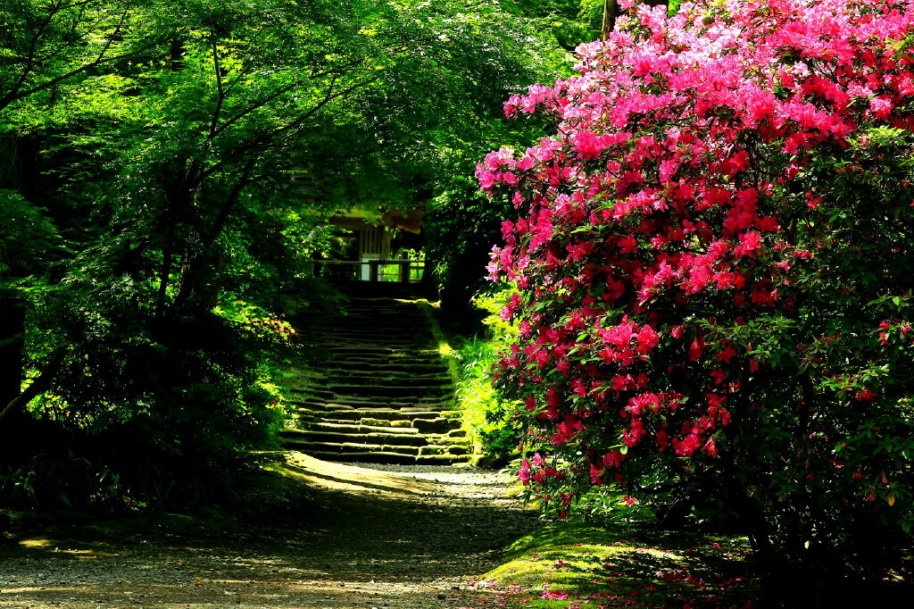 春の浄智寺