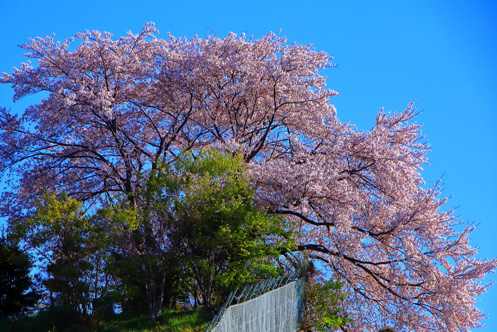 桜が丘