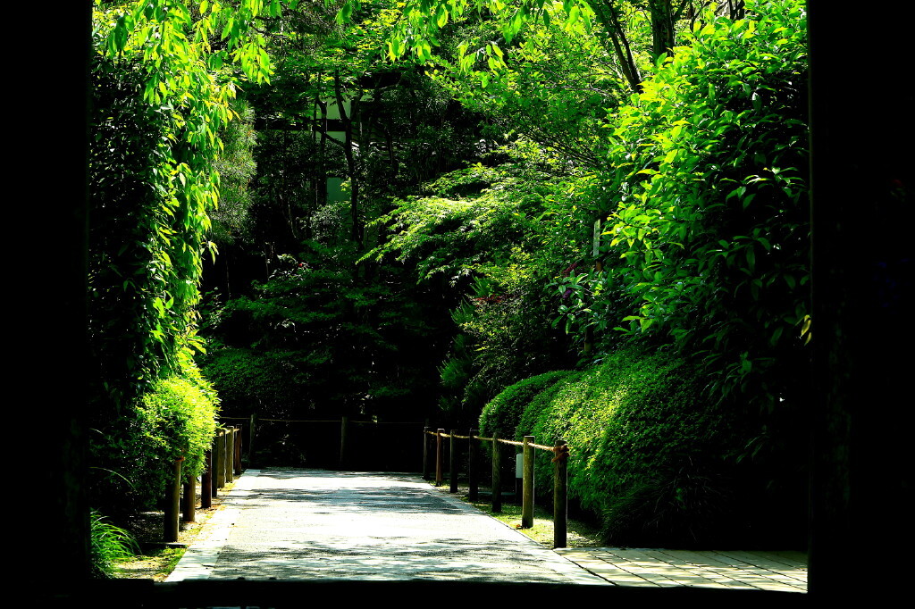 明月院春の路