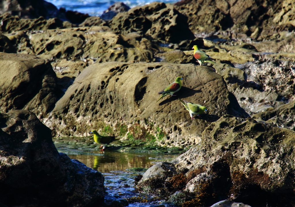 海水が好きな鳥？