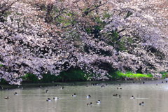 春の調べ