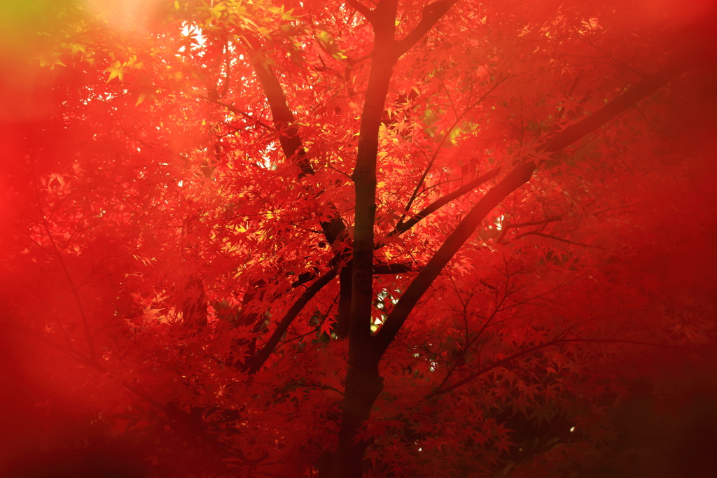 秋の紅染め