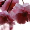 夢の花