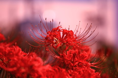 華麗なる紅花