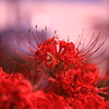 華麗なる紅花