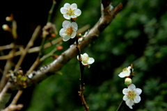 春の香り