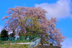 春彩