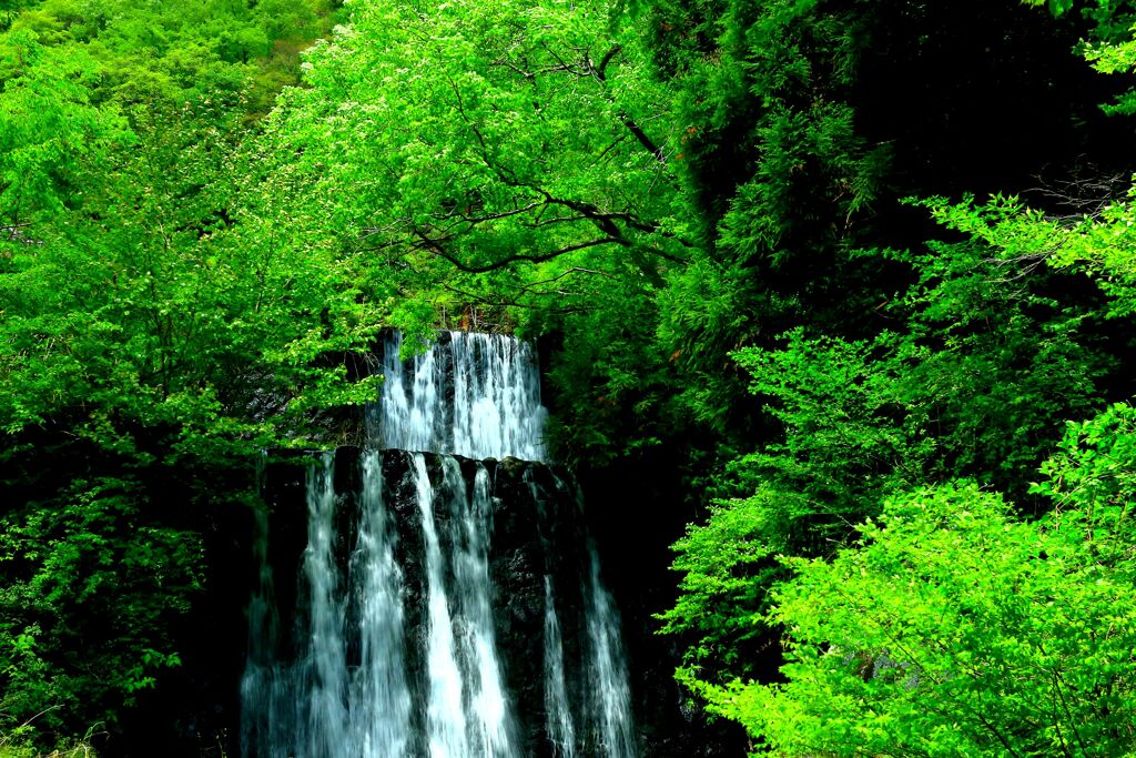 新緑の景