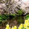 春の残像