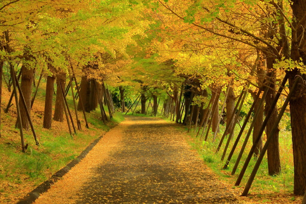 黄葉の路