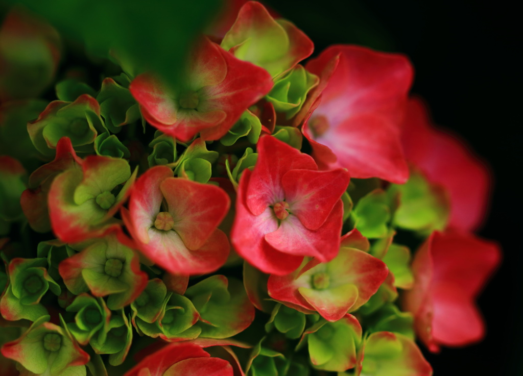 紫陽花の詩
