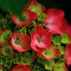 紫陽花の詩