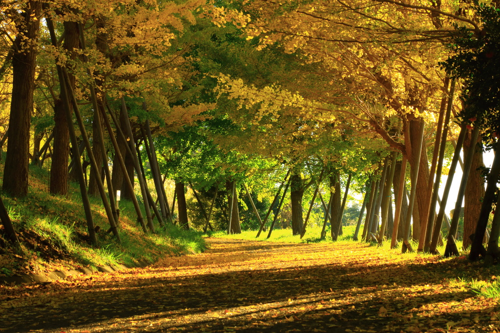 秋の陽の並木道