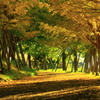 秋の陽の並木道