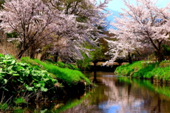 春景色