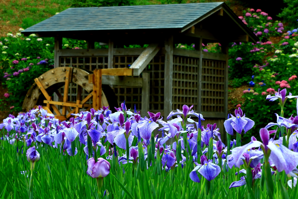 菖蒲の季節