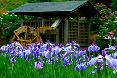 菖蒲の季節