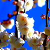 和の華やぎ