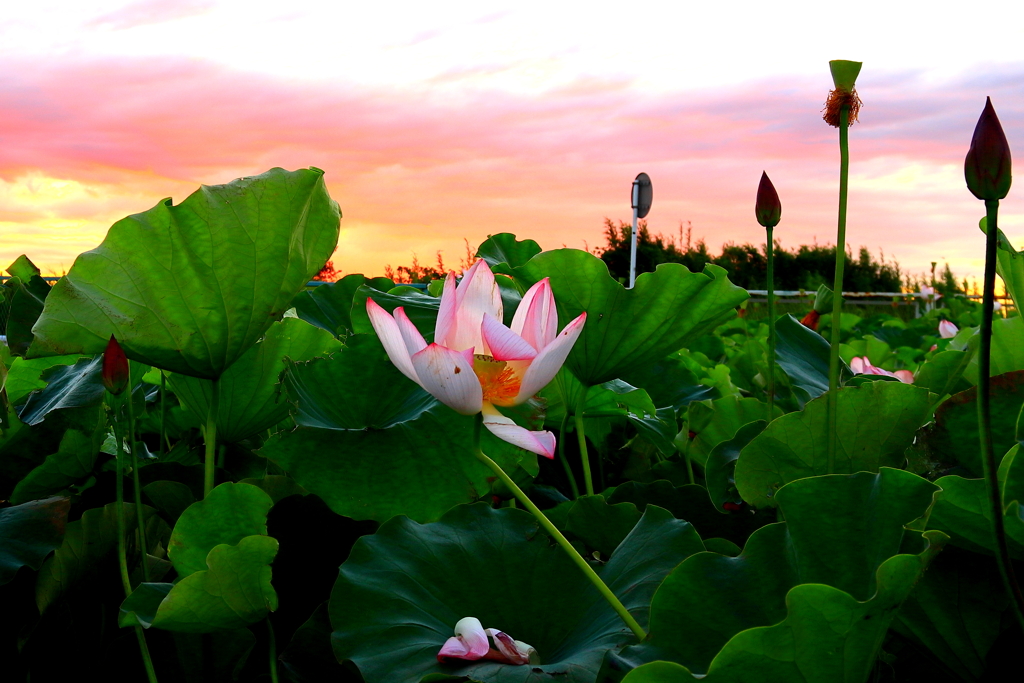 早朝の花