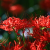 曼珠沙華