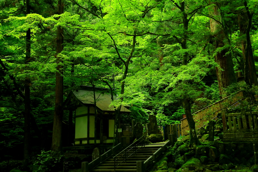緑陰の参道