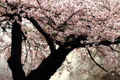 桜雲（おううん）