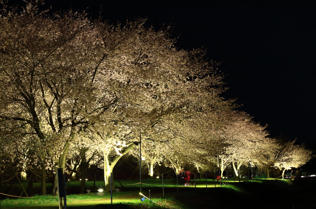 夜の花道